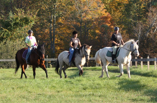 American Bashkir Curly Horse